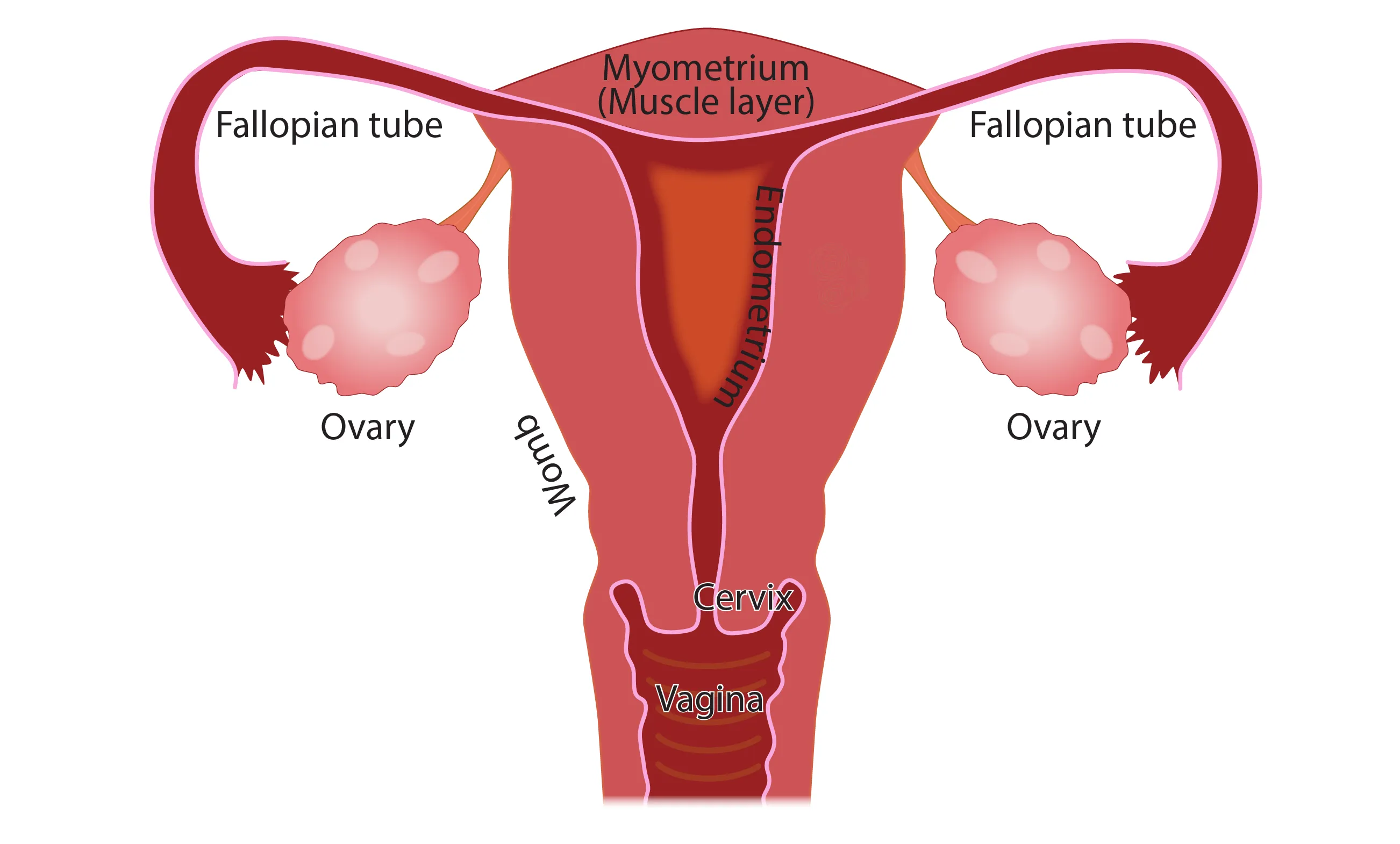 Illustration explaining menstruation and the <a href=